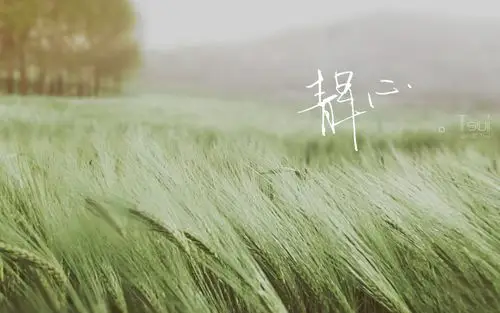 麦穗飘动的静心意境电脑桌面壁纸