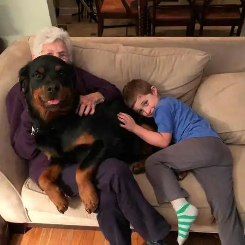 和婆婆一起服务狗老公(82岁婆婆只爱拉布拉多,但跟"猛犬"住了一段时间