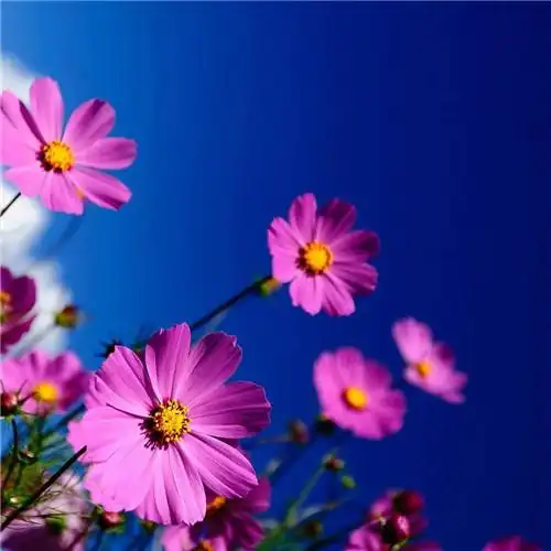 最美格桑花头像图片大全 适合做微信头像的格桑花图片_植物头像_头像