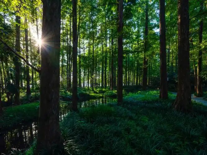 本咨殖抗馐髁掷锏某抗獬抗馔腹髁值耐计绿色清晨唯美清晨的阳光