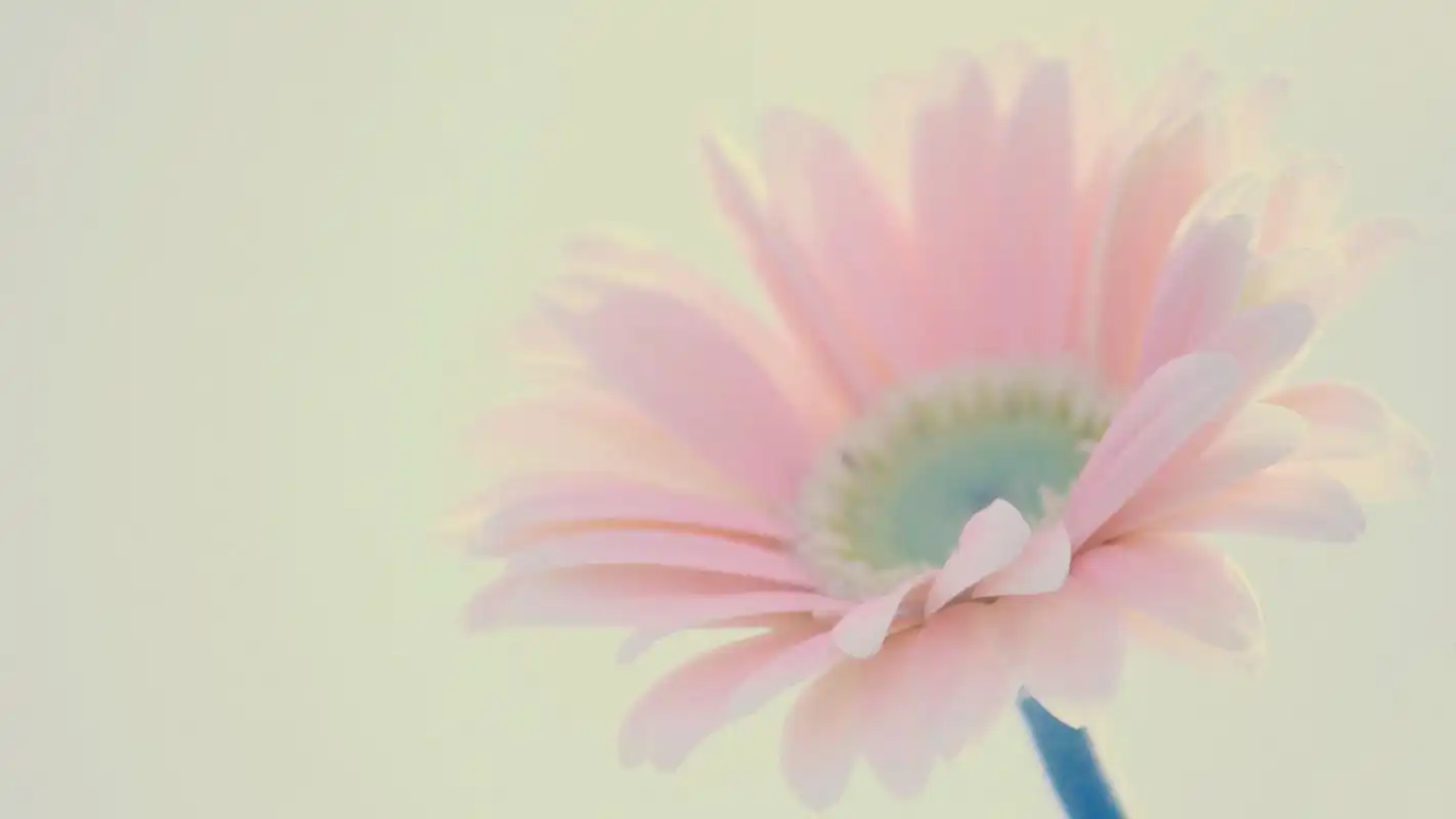 精选大自然唯美小清新花卉素材图片桌面壁纸下载第二辑高清大图预览