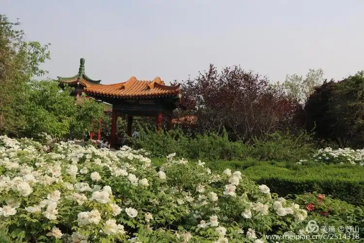 赏心悦目牡丹花 国色天香洛阳城