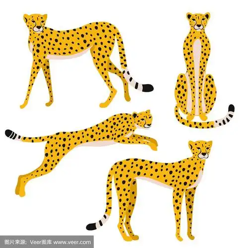 一组孤立在白色背景上的豹子.矢量插图.