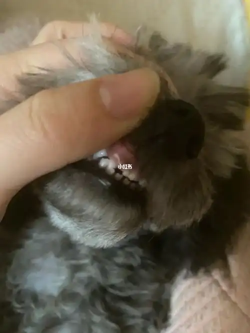 四个月大的泰迪牙齿正常吗