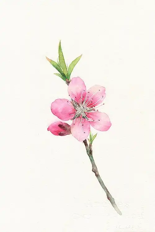 水彩手绘,桃花|纯艺术|绘画|山子莓 - 原创作品 - 站酷 (zcool)