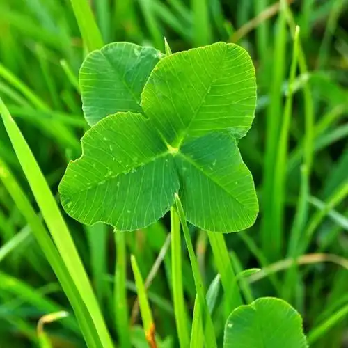 给人一种阳光的头像,绿色新鲜的四叶草图片