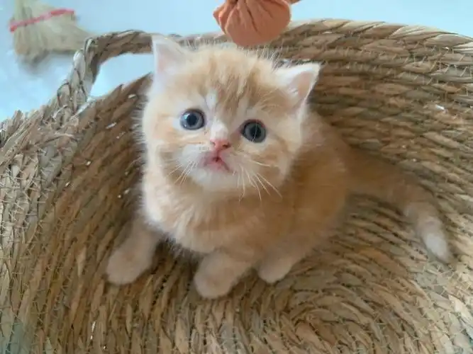 圆嘟嘟 乳白拿破仑长毛血 网红英短大橘可预定 价格不高#橘猫  #网红