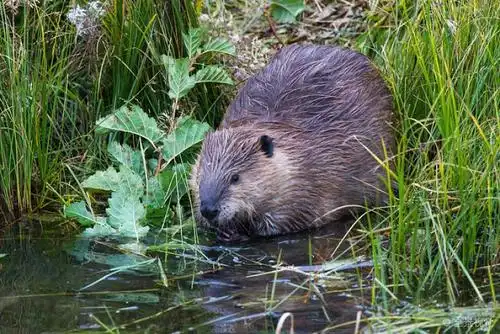 加拿大_海狸_图片大全—全景创意图库(quanjing.