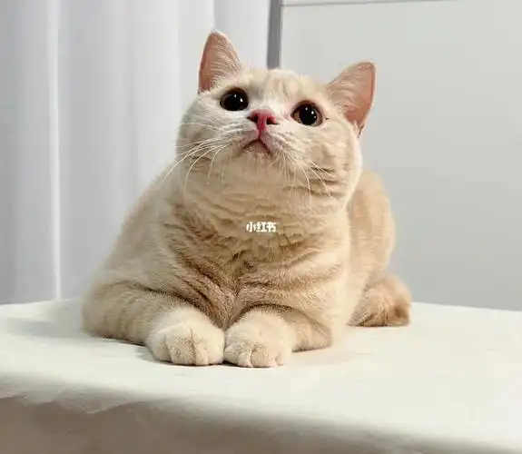 纯乳色英短妹妹找家长啦