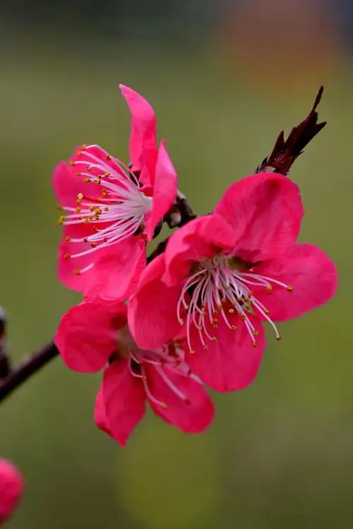 用百微拍了几朵桃花