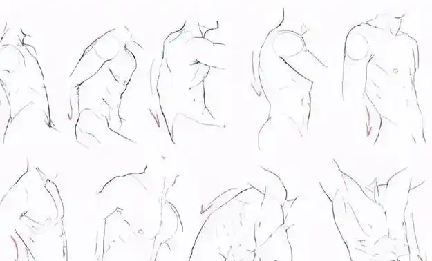 成都清彩画影动漫的肌肉怎么画初学者教程人体肌肉的正确画法教程