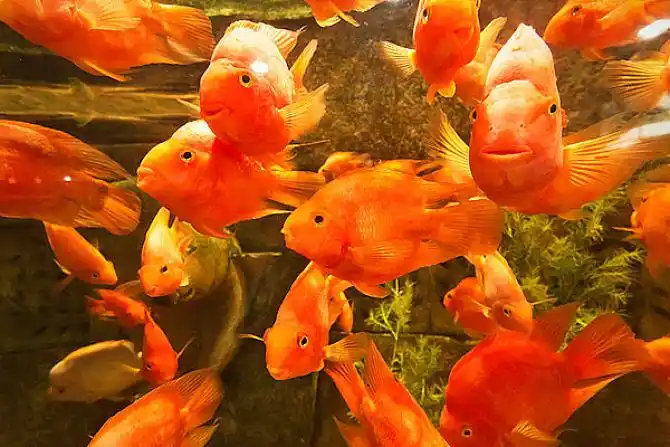 鱼图片_图片大全