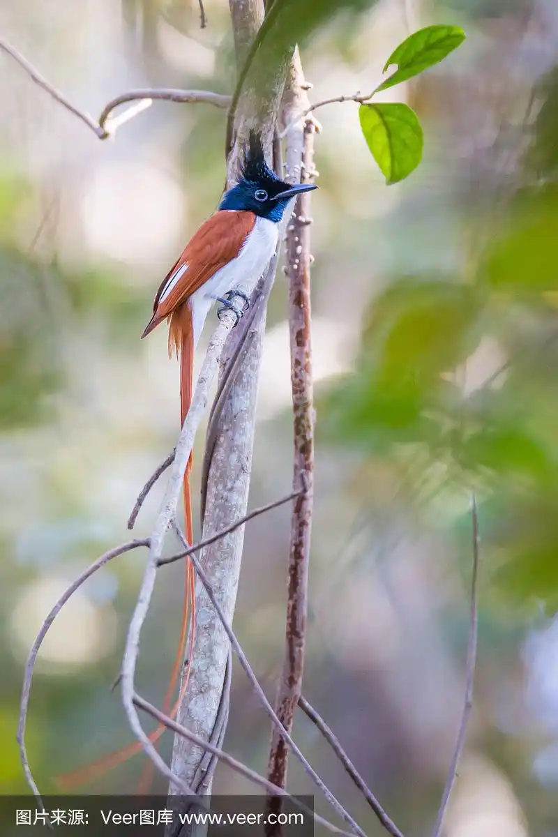 天堂鸟,垂直画幅,机敏,褐色,鸟类