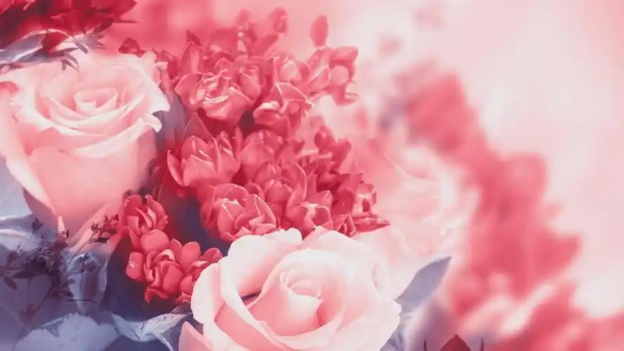 2020浪漫的七夕玫瑰花,高清壁纸图片,鲜花背景-回车桌面