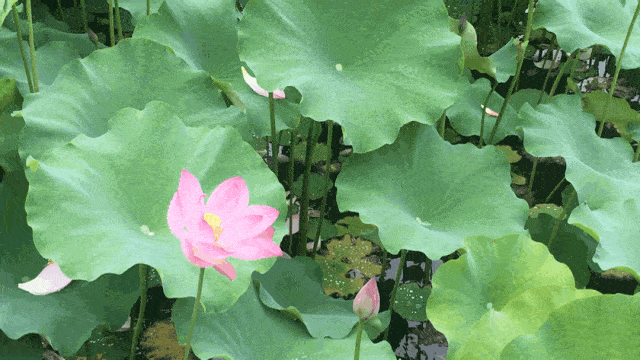 与其闷在扬州的梅雨季里,不如醉美在瘦西湖的荷藕边_荷花