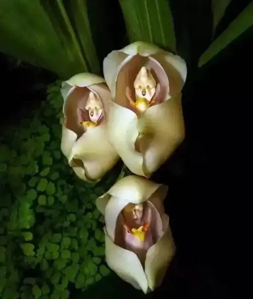 传说中最神秘的花世界上最神秘的花是什么花