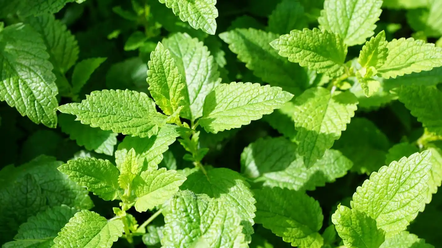 小清新薄荷绿叶唯美高清桌面壁纸