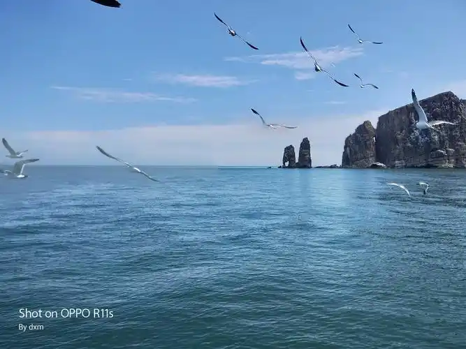 山东蓬莱万鸟岛海鸥美景