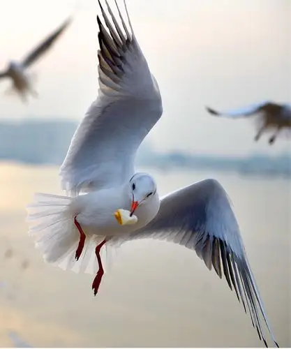 摄影师镜头里的海鸥画面.