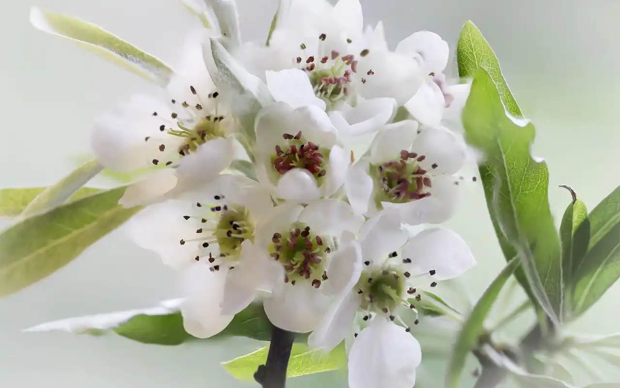 洁白唯美的梨花图片桌面壁纸