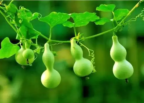 葫芦的种植方法