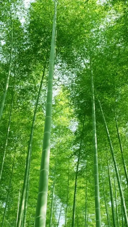 护眼小清新竹子,高清图片,手机锁屏桌面-壁纸族