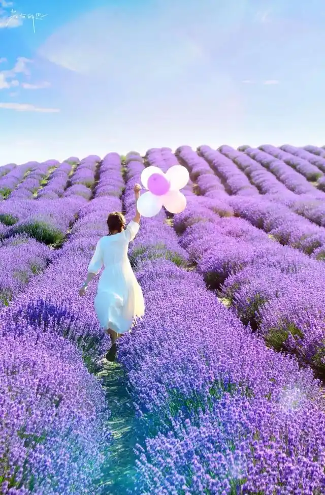 1 / 4 薰衣草是大部分女生都喜欢的一种植物,若是来到薰衣草花田,大家