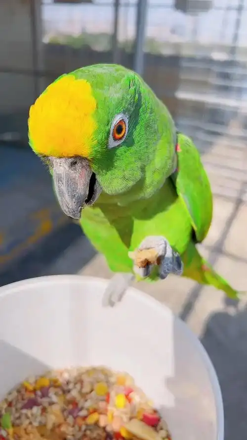 日常训练鹦鹉说话.亚马逊,小黄帽