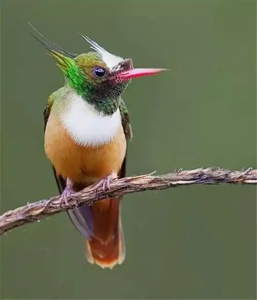 100种罕见鸟类,开眼界了