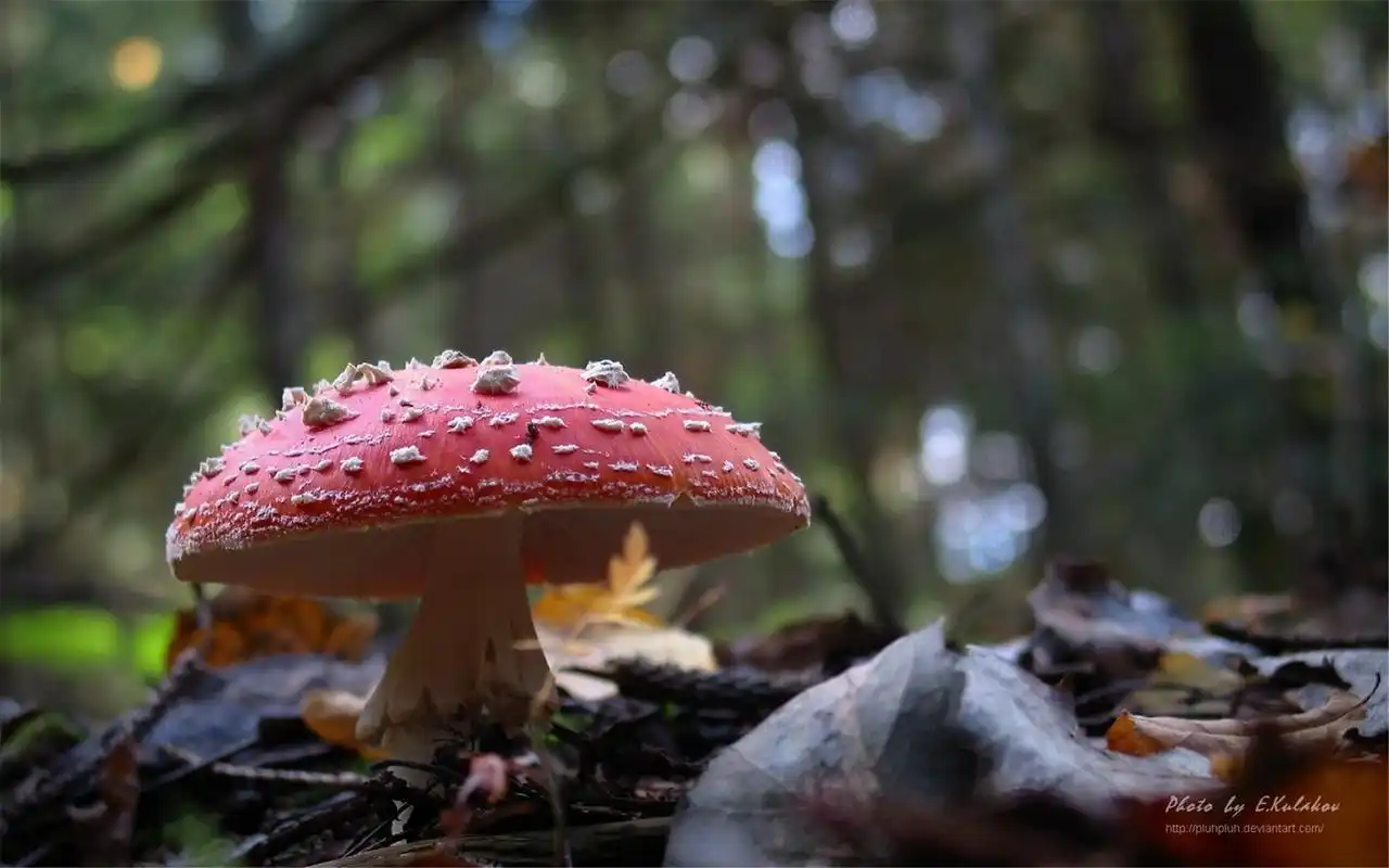 精选美丽大自然的花草植物清新护眼高清桌面壁纸下载(一)