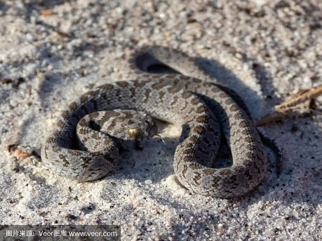 巨大的,卵,红棕色马,西开普省,自然