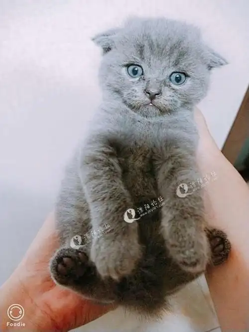 领养纯种英短折耳猫