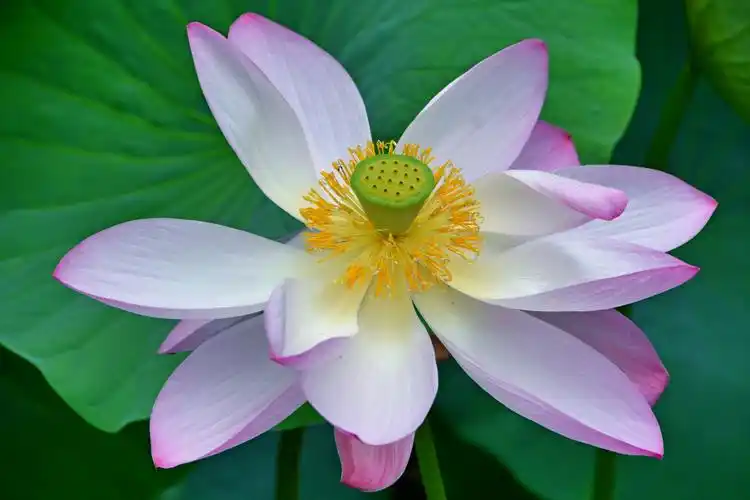 一朵美丽的荷花,原创拍摄