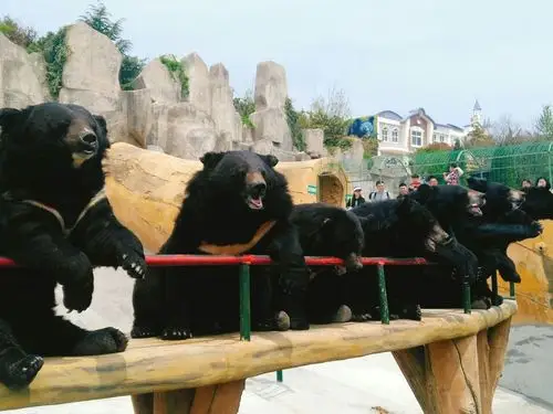 2019东方熊牧场_旅游攻略_门票_地址_游记点评,青岛旅游景点推荐 - 去