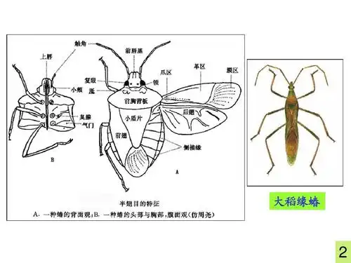 所有分类 高等教育 农学 4昆虫第四讲-分类(2)-1ppt 大稻缘蝽 2 第3页