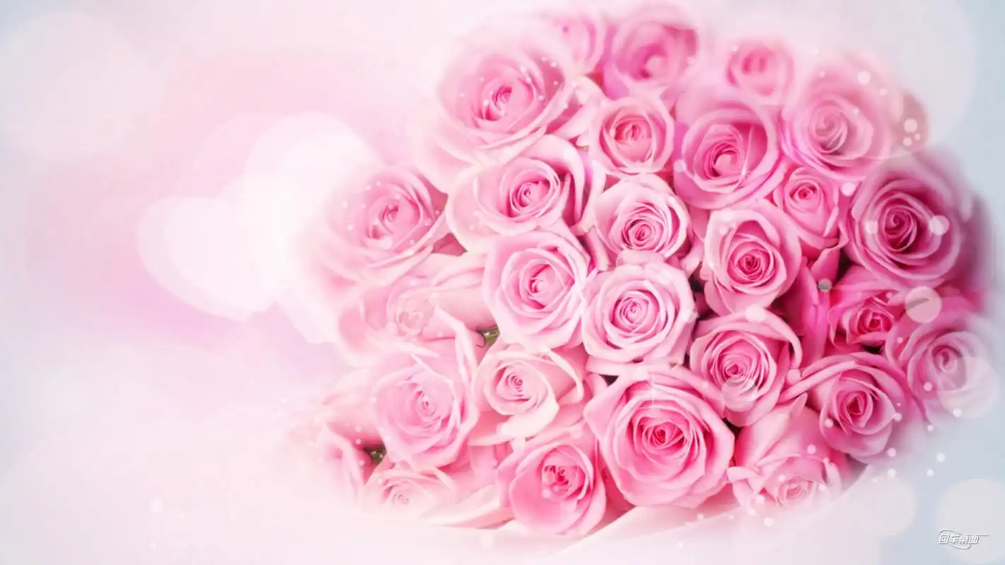情人节甜蜜粉红色玫瑰宽屏壁纸大全