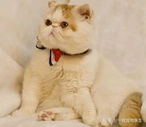 猫咪发腮超全攻略想要猫咪的圆润大脸吗