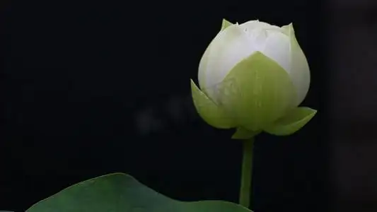 白色花骨朵摄影图片-白色花骨朵摄影作品-千库网