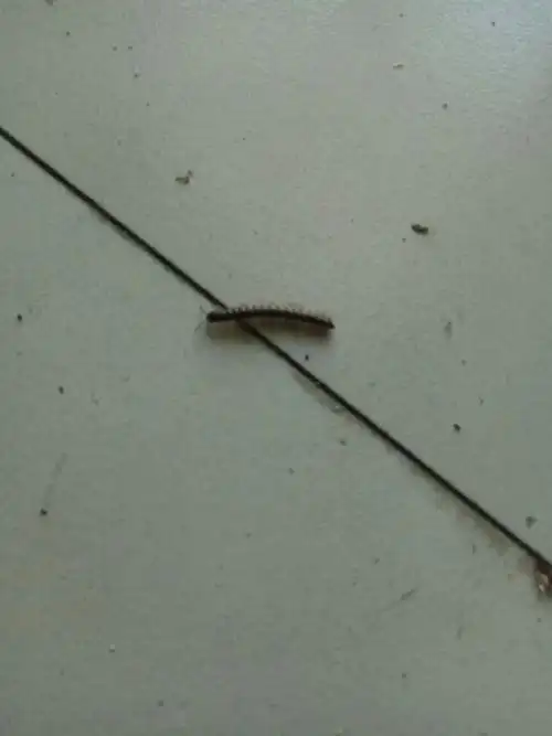 3个回答 热心网友  2018-06-06   展开全部 小马陆,又叫千足虫,脚多的