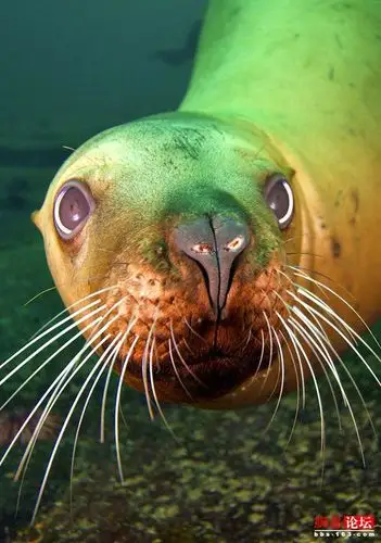 小海狮"自拍控" 摆各种表情pose萌死人_网易新闻论坛