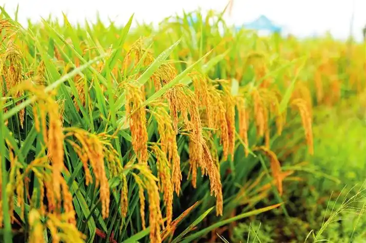 首页>新闻>今日三亚>768_511