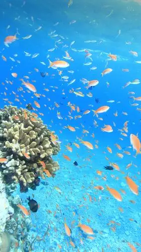 海底世界-堆糖,美好生活研究所