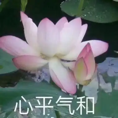 高清佛系头像图片莲花