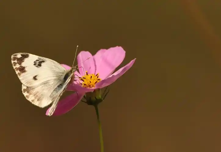 漂亮的蝴蝶和花