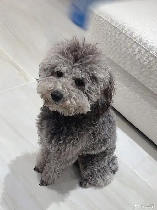 原来灰泰迪小时候是黑色的?