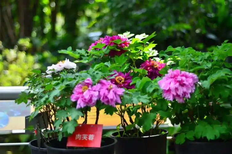 华南植物园牡丹花展