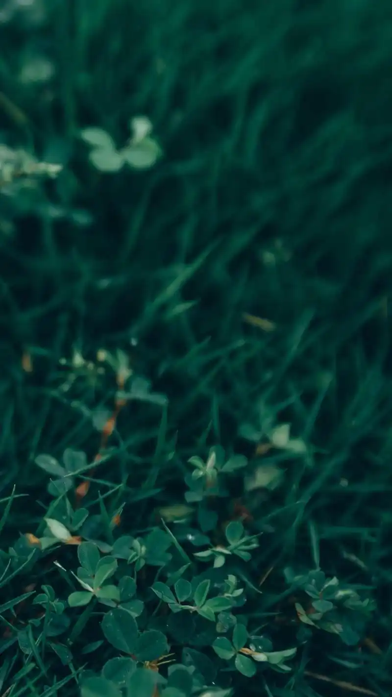 小清新绿植护眼手机壁纸