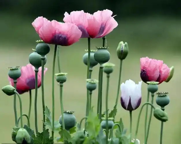 而罂粟花的叶子又厚又宽,大致长7-25cm,还有锯齿分布,叶子上没有分裂.