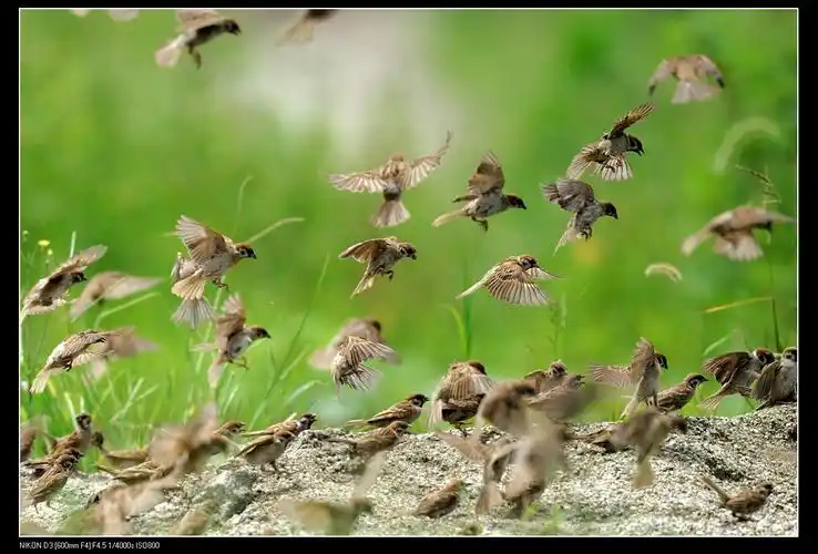 哪里拍的哦老大,那么多雀雀儿       quote] 原文由 kemmi 发表