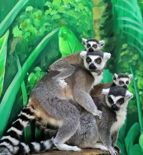 三秦都市报—三秦网讯(记者 李佳)在秦岭野生动物园,生活着一群来自